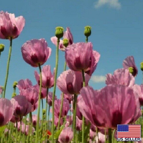 Turkish P Somniferum Poppy Seeds For Planting 20,000+ Fresh, Imported, Untreated