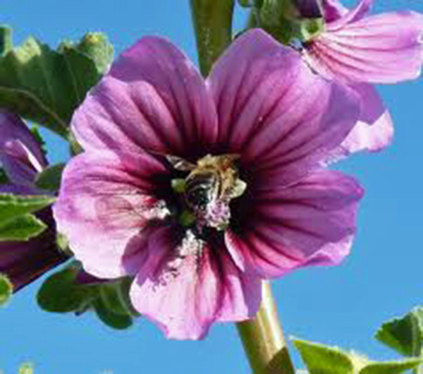 ROSE MALLOW, 25+ SEEDS, BEAUTIFUL BRIGHT ROSE FLOWERS, FLOWER, GARDEN