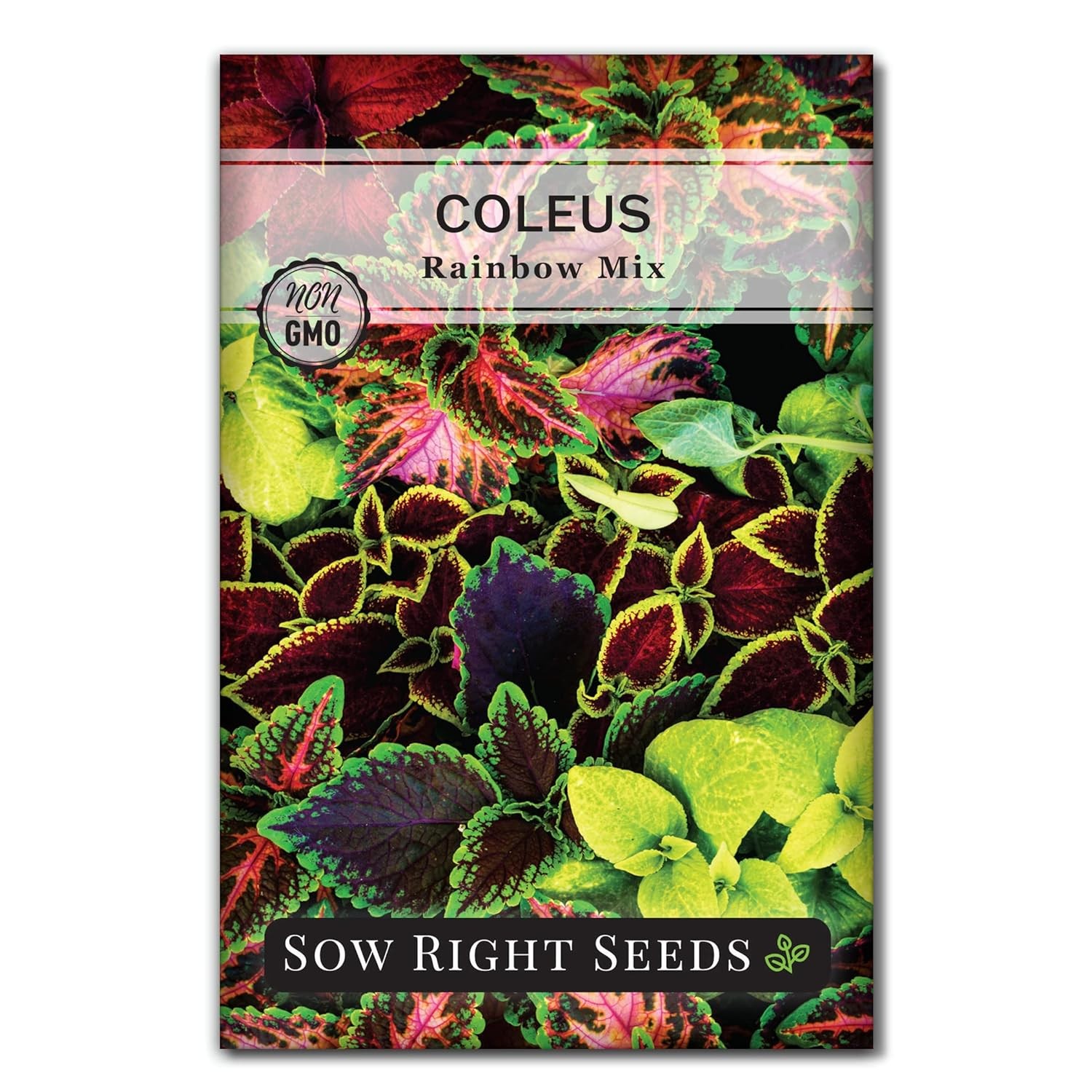 Sow Right Seeds – Rainbow Coleus Seeds for Planting Indoor & Shade Flowers | Non