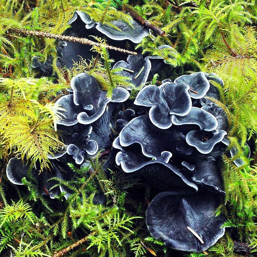 Blue Chanterelle (Polyozellus multiplex) Liquid Culture