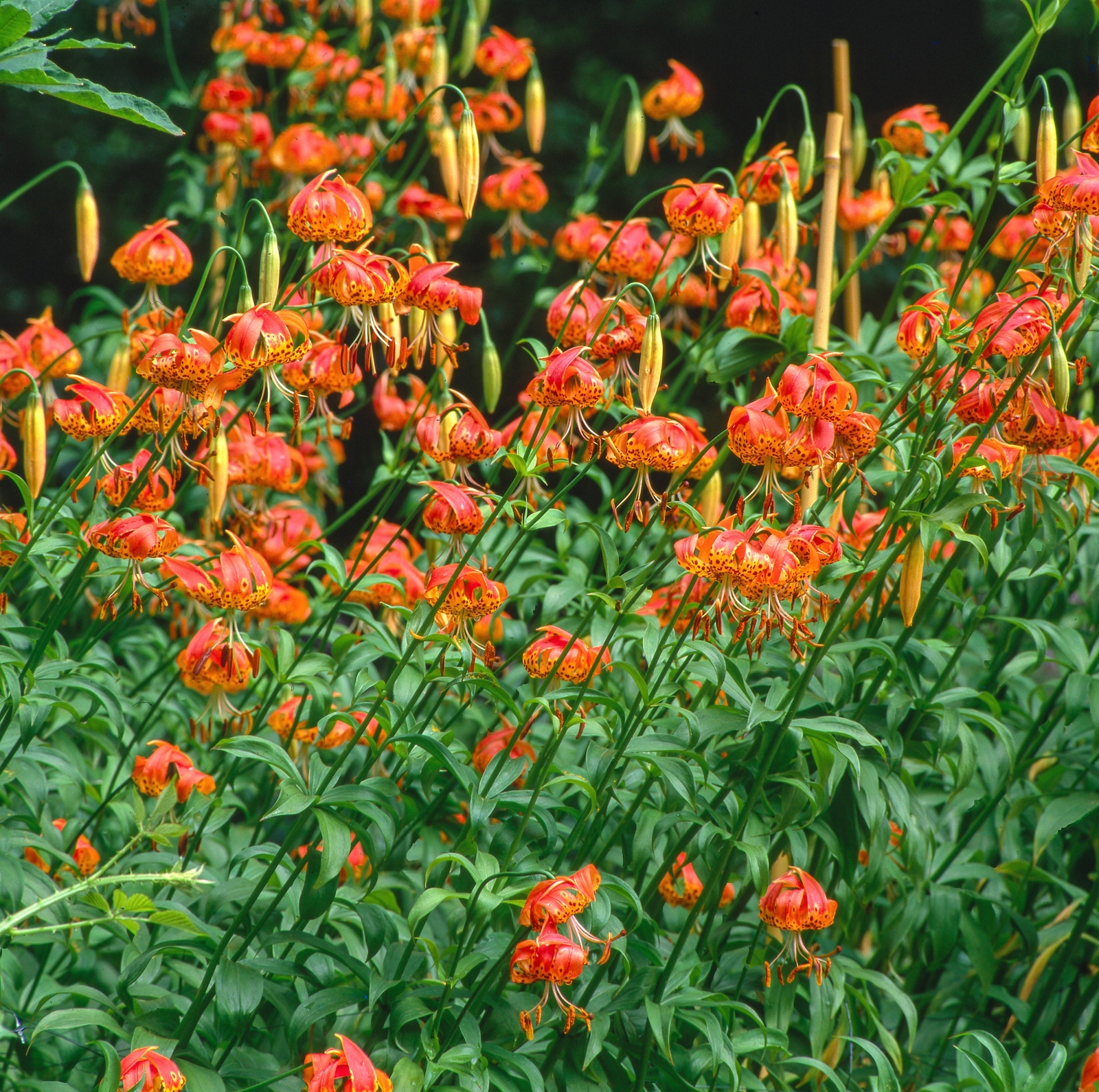 10 LEOPARD LILY California Tiger Lilium Pardalinum Yellow Orange Red Flower Seed
