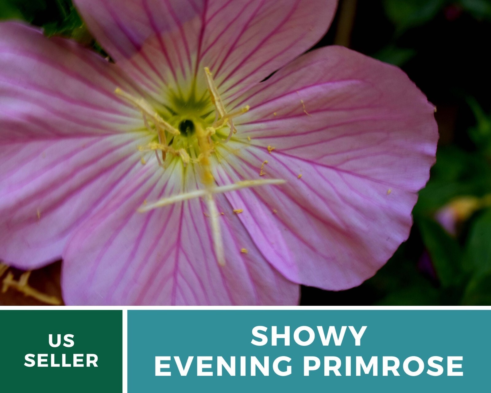 Evening Primrose, Showy (Pink Ladies) – Heirloom Seeds – Medicinal Flower – GMO