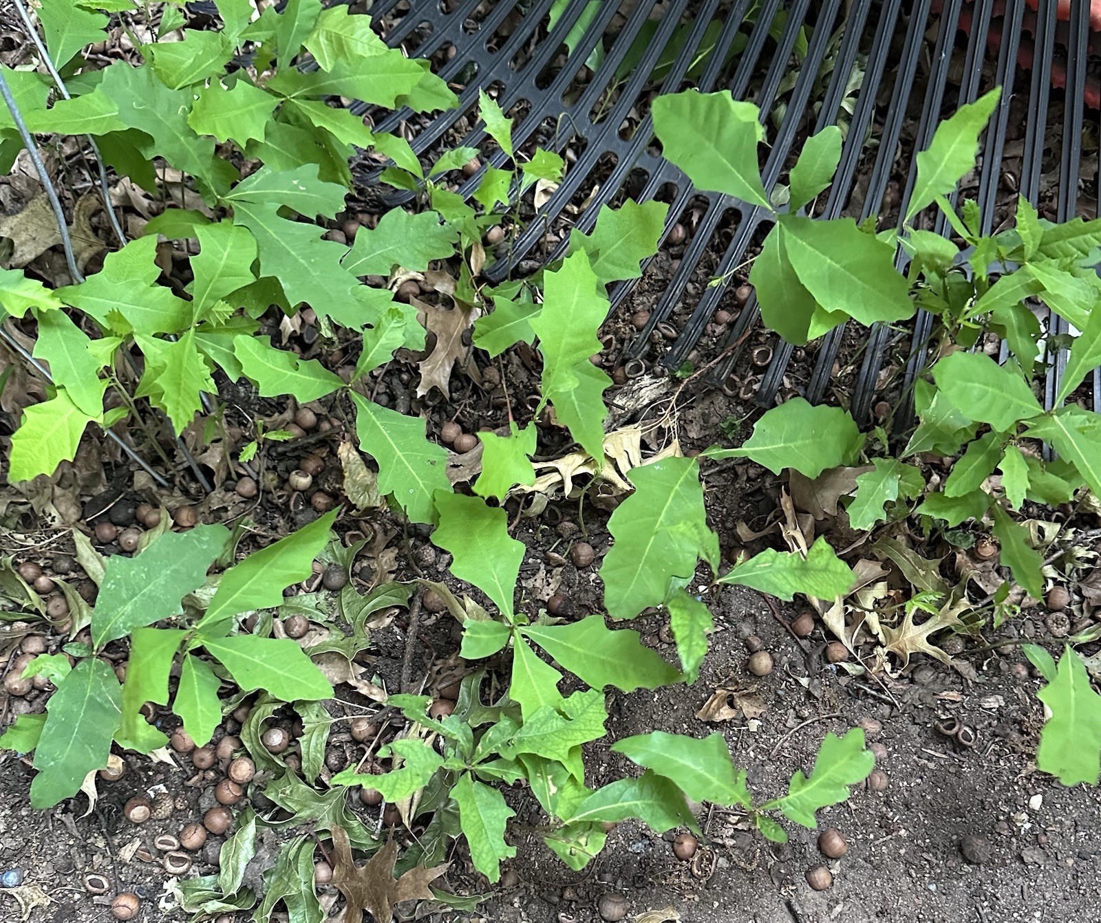 Live Green Oak Tree Plant Tree with Acorn Root 3-8 inches