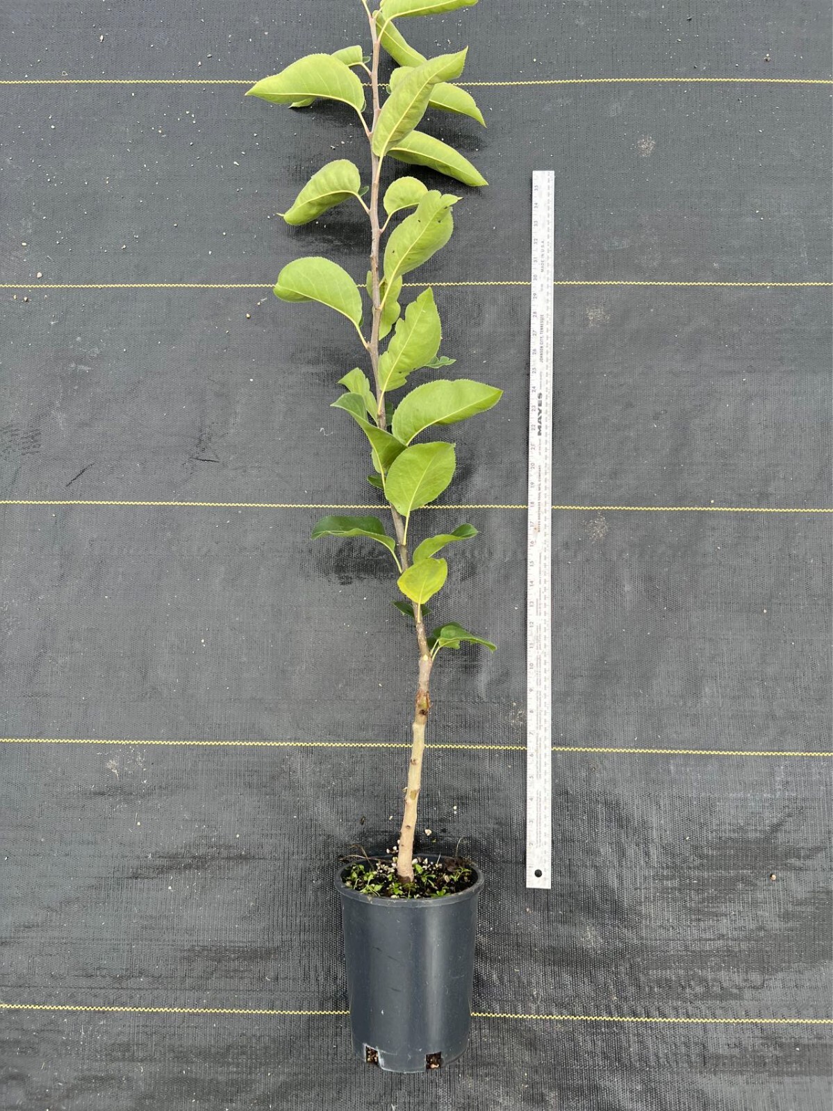 Korla Fragrant Pear tree, Bare root 庫爾勒香梨（コルラシャンリー）,库尔勒香梨