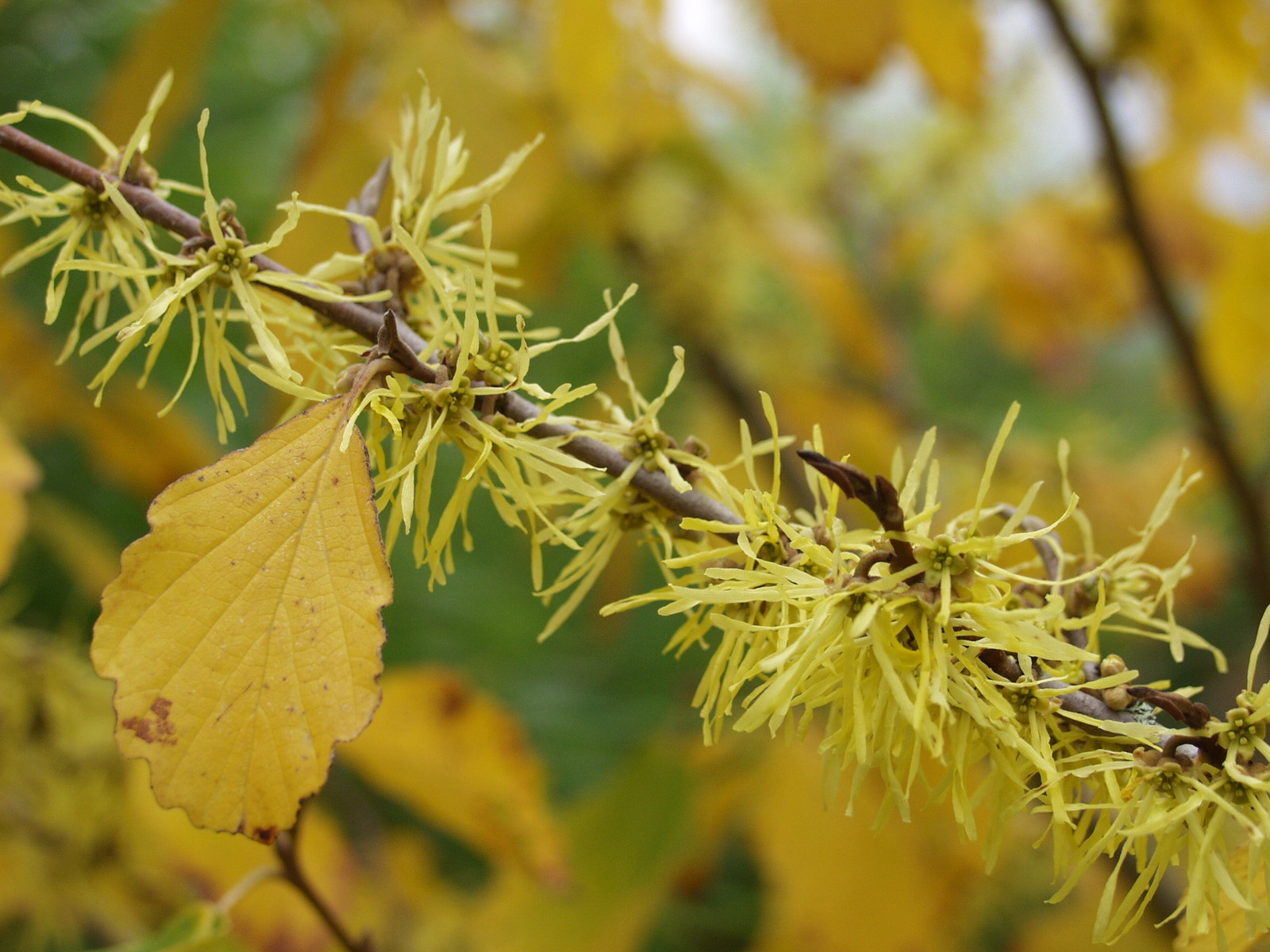 Witch Hazel, Hamamelis virginiana, Tree Seeds