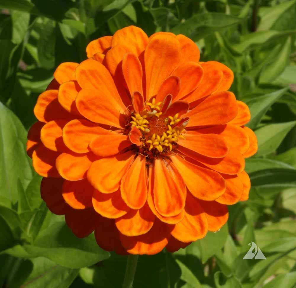 Orange King Zinnia Seeds Zinnia elegans Free Shipping!
