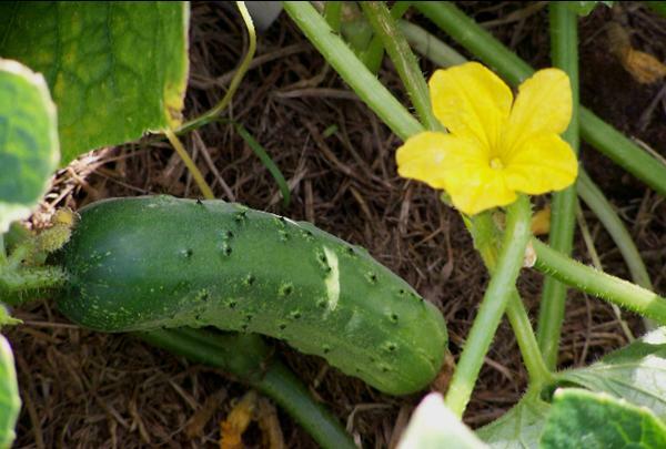 Boston Pickling Cucumber Seeds Heirloom NON GMO Fresh Seeds for Your Garden