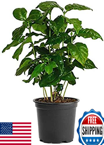 American Plant Exchange Arabica Coffee Live Plant, 6″ Pot, Flowering Indoor