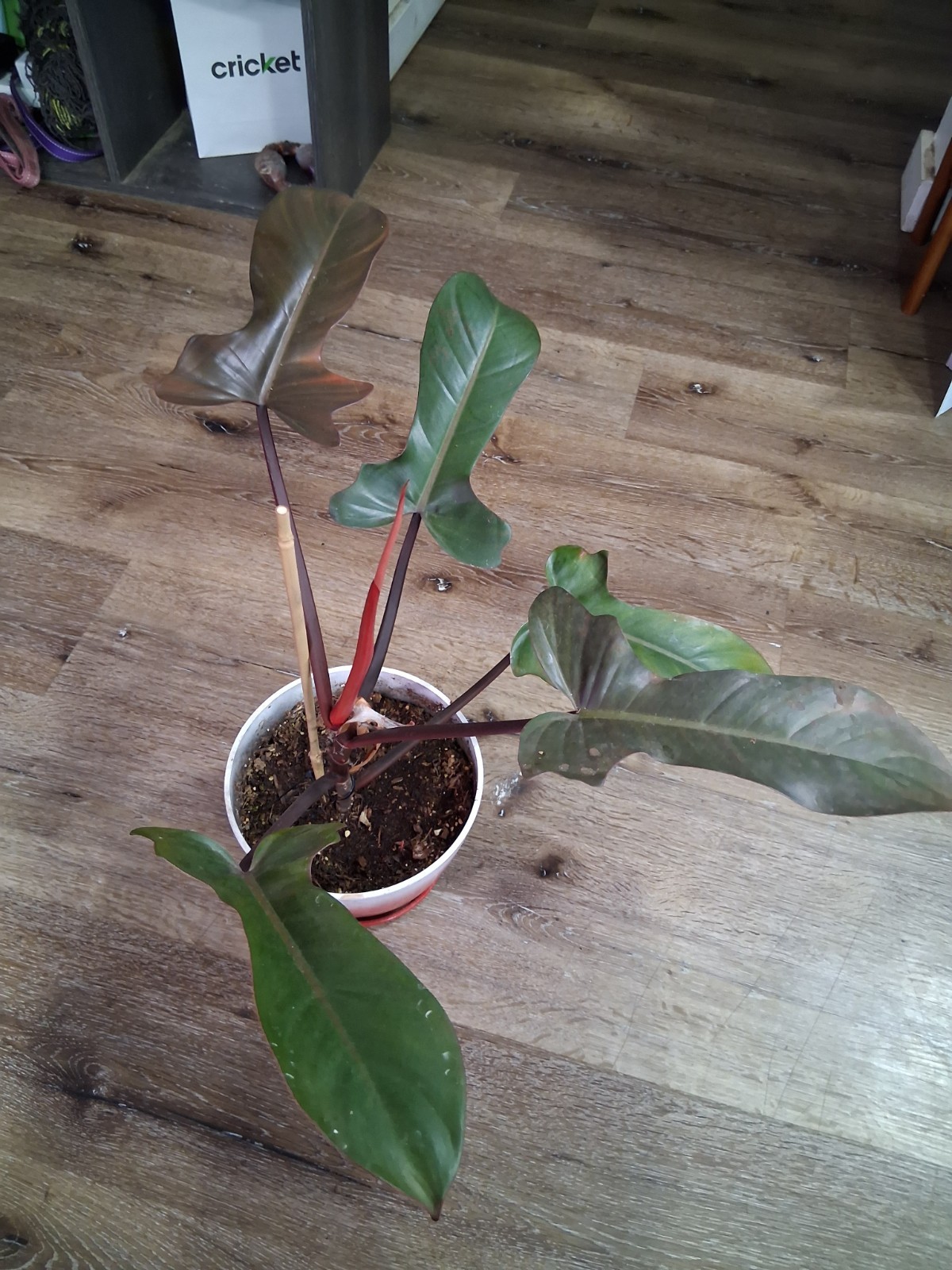 Philodendron Potted Indoor Houseplant Green Leaves Red Stems Evergreen 12in