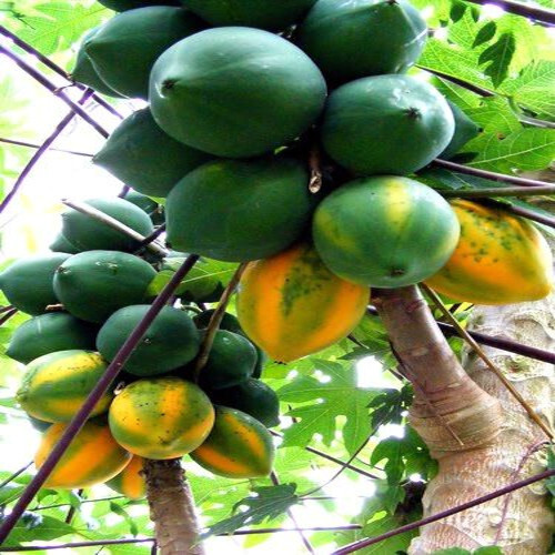 20 “Caribbean Red” Carica Papaya Fruit Tree Seeds “LARGE MELONS” Indoor Plant
