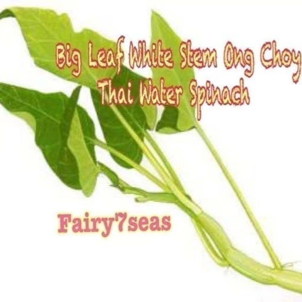 BIG Leaf White Stem Water Spinach Seeds,KongXinCai,ChingQuat,OngChoy,Vegetable