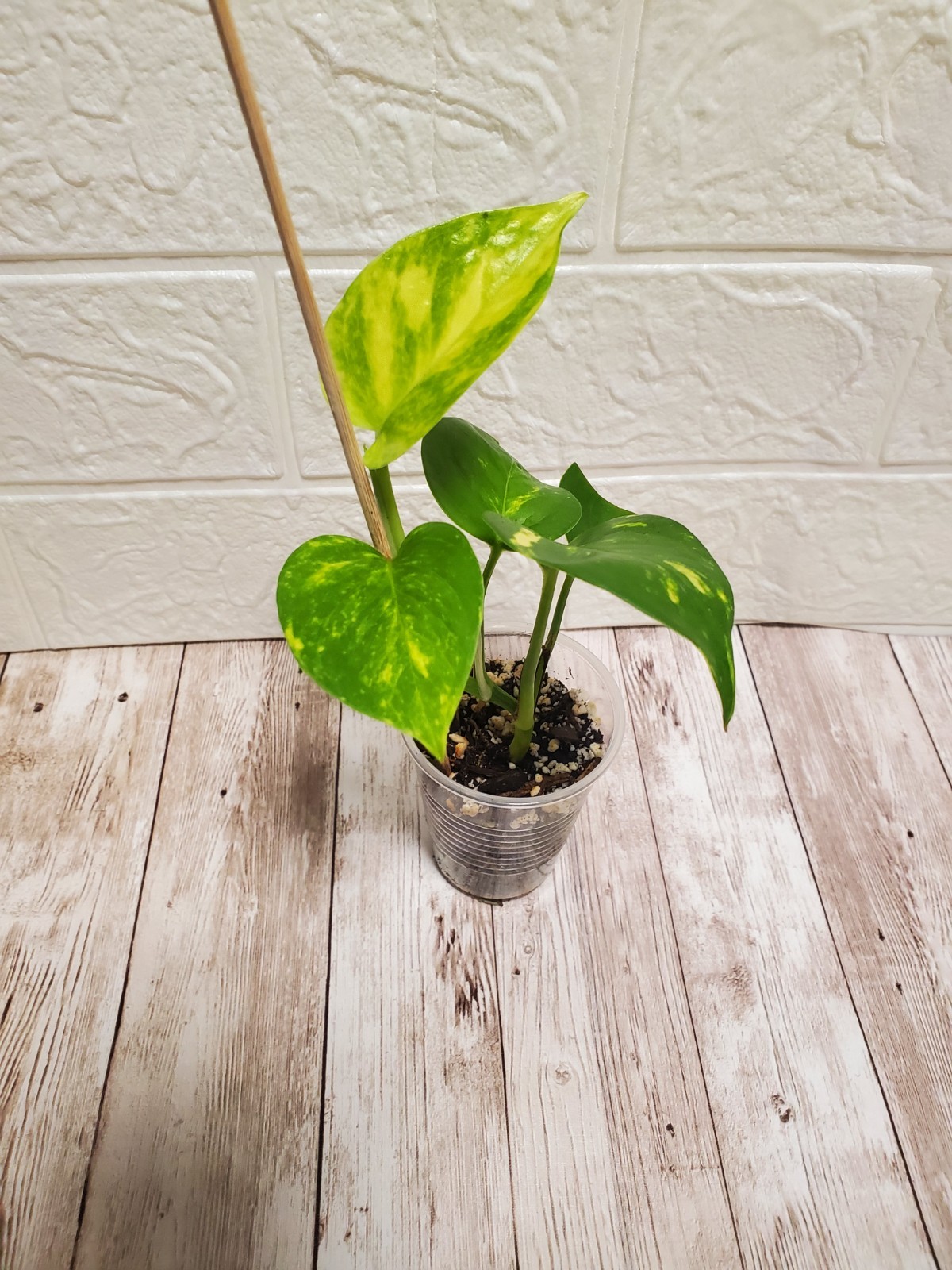 🪴Hawaiian Pothos Live Rooted Starter Plant GIANT form highly Variegated
