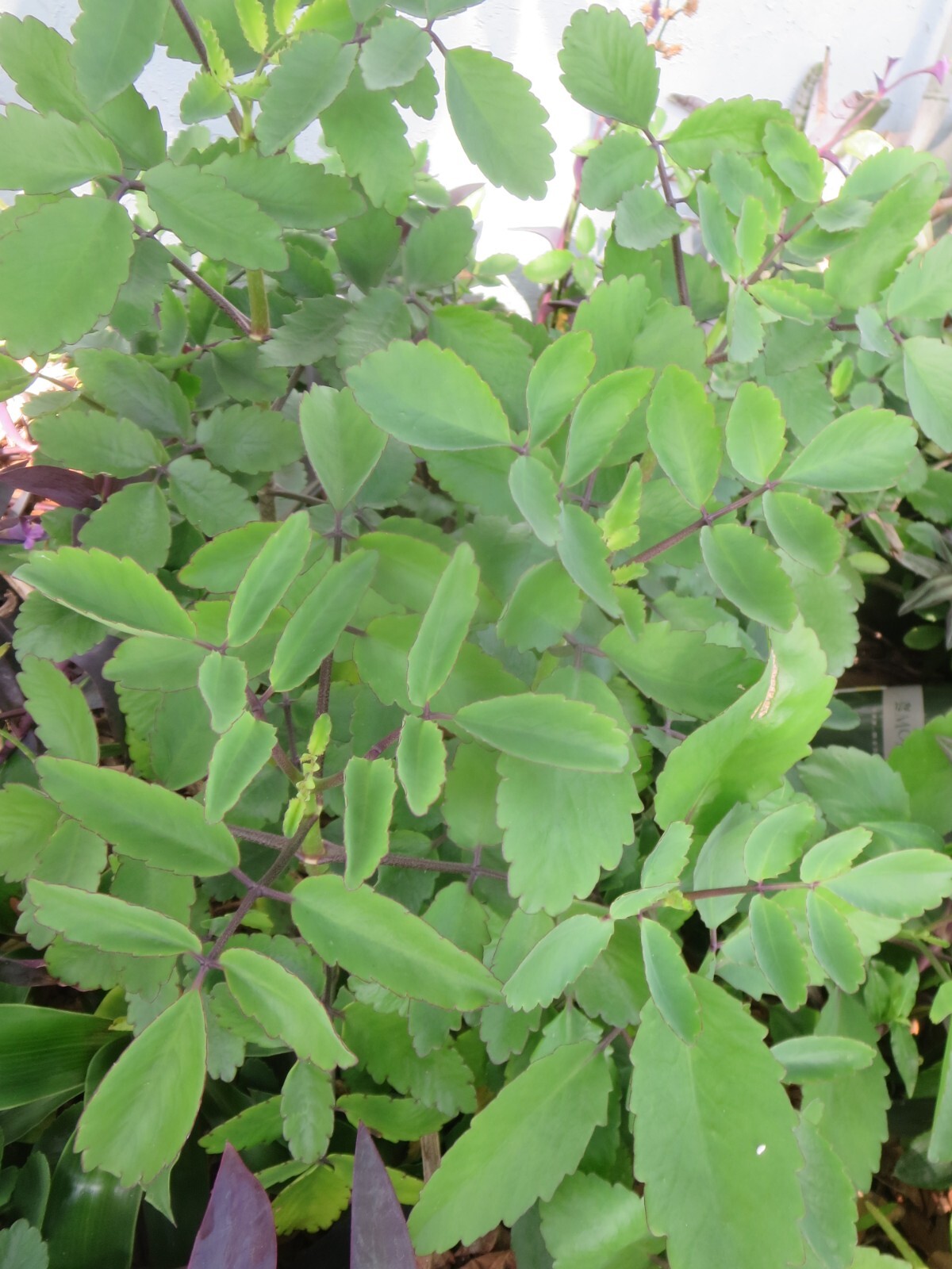 Organic Leaf of life Miracle Leaf 15 Fresh Leaves