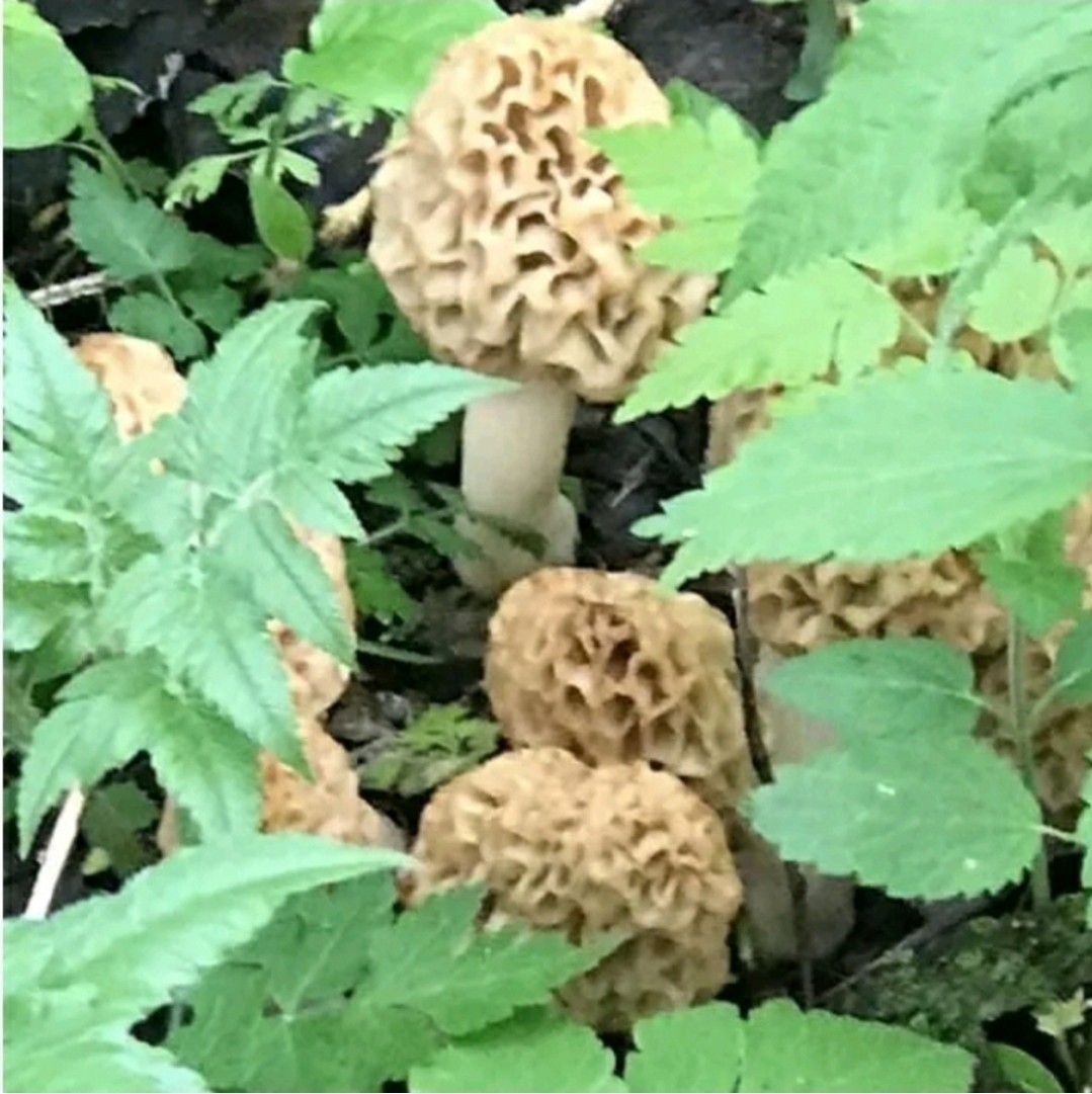3 Pack! Morel Mushroom- Garden Grow Kit- Guaranteed! Free Shipping!