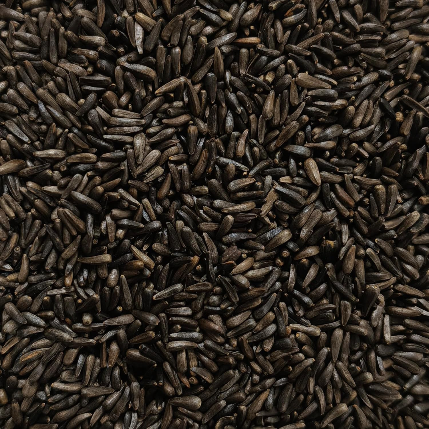 Nyjer/Thistle Seeds Wild Bird Food – 10 Pounds I No Grow Seed I Bird Seed for Wi