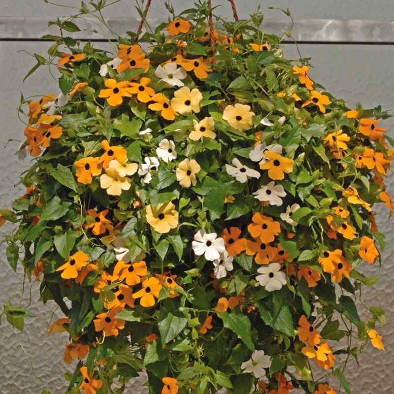 Black Eyed Susan Vine Mix – 10 Seeds – Deer Resistant – Thunbergia Alata