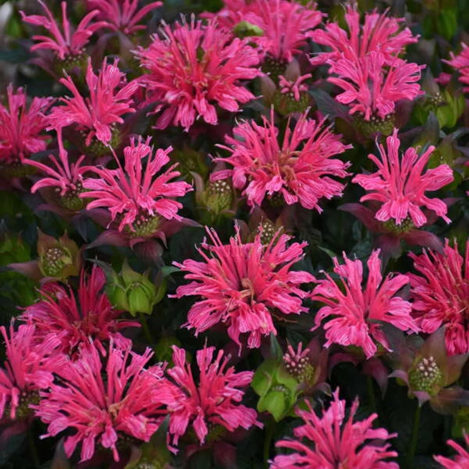 100 Pardon my Rose Bee Balm Seeds Flowers Seed Butterflies Bees Hummingbird
