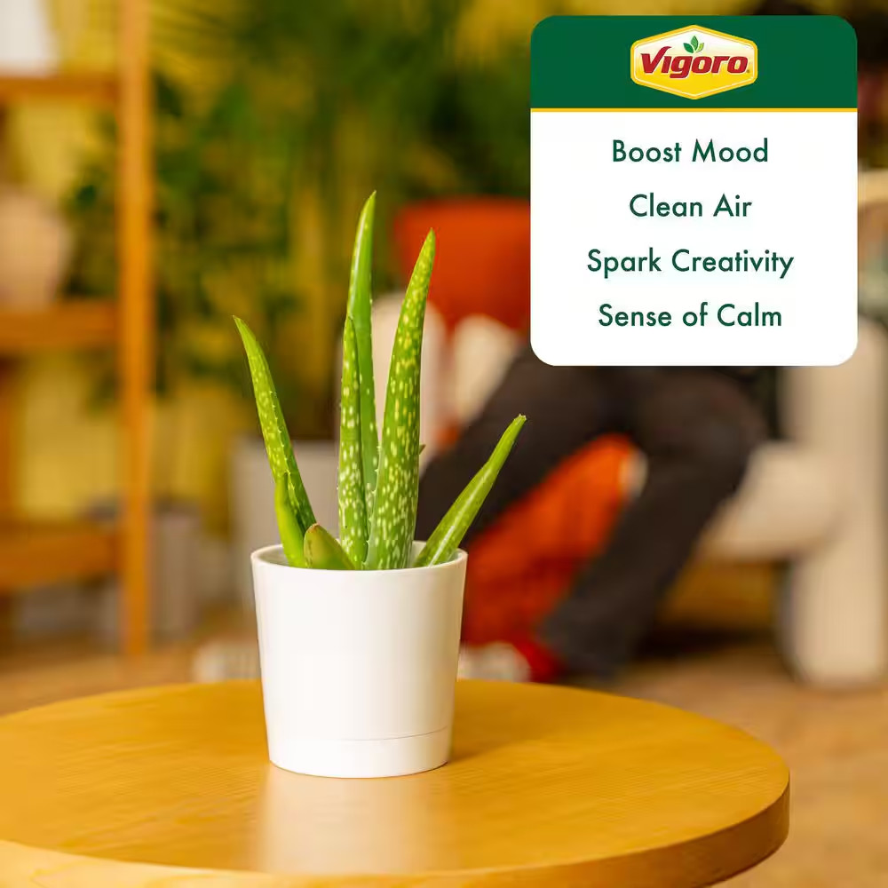 Aloe Vera Indoor Plant in 4 In. Decor White Pot, Avg. Shipping Height 7 In. Tall