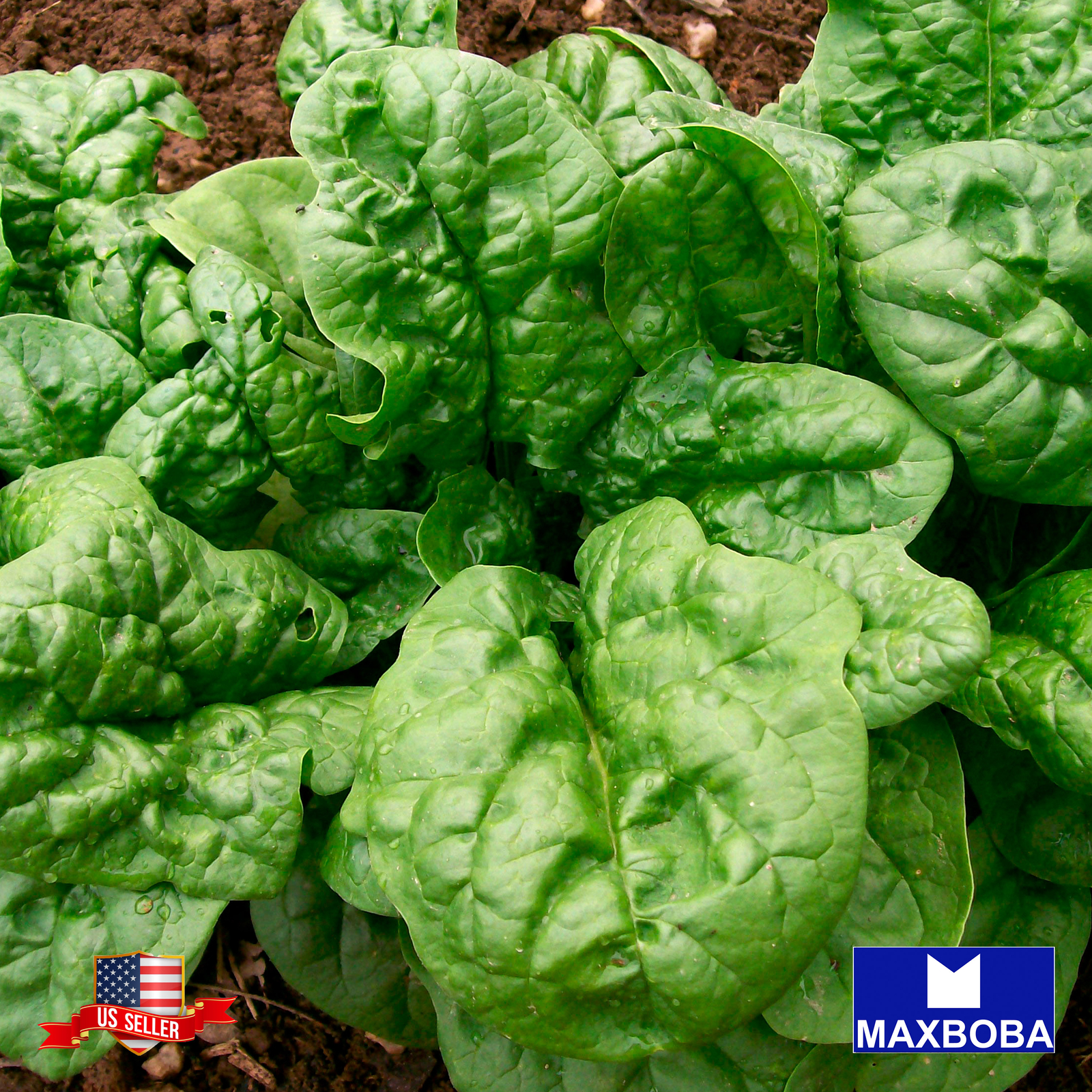 Fresh!! Spinach Seeds – Bloomsdale Long Standing Non-GMO / Heirloom / Vegetable
