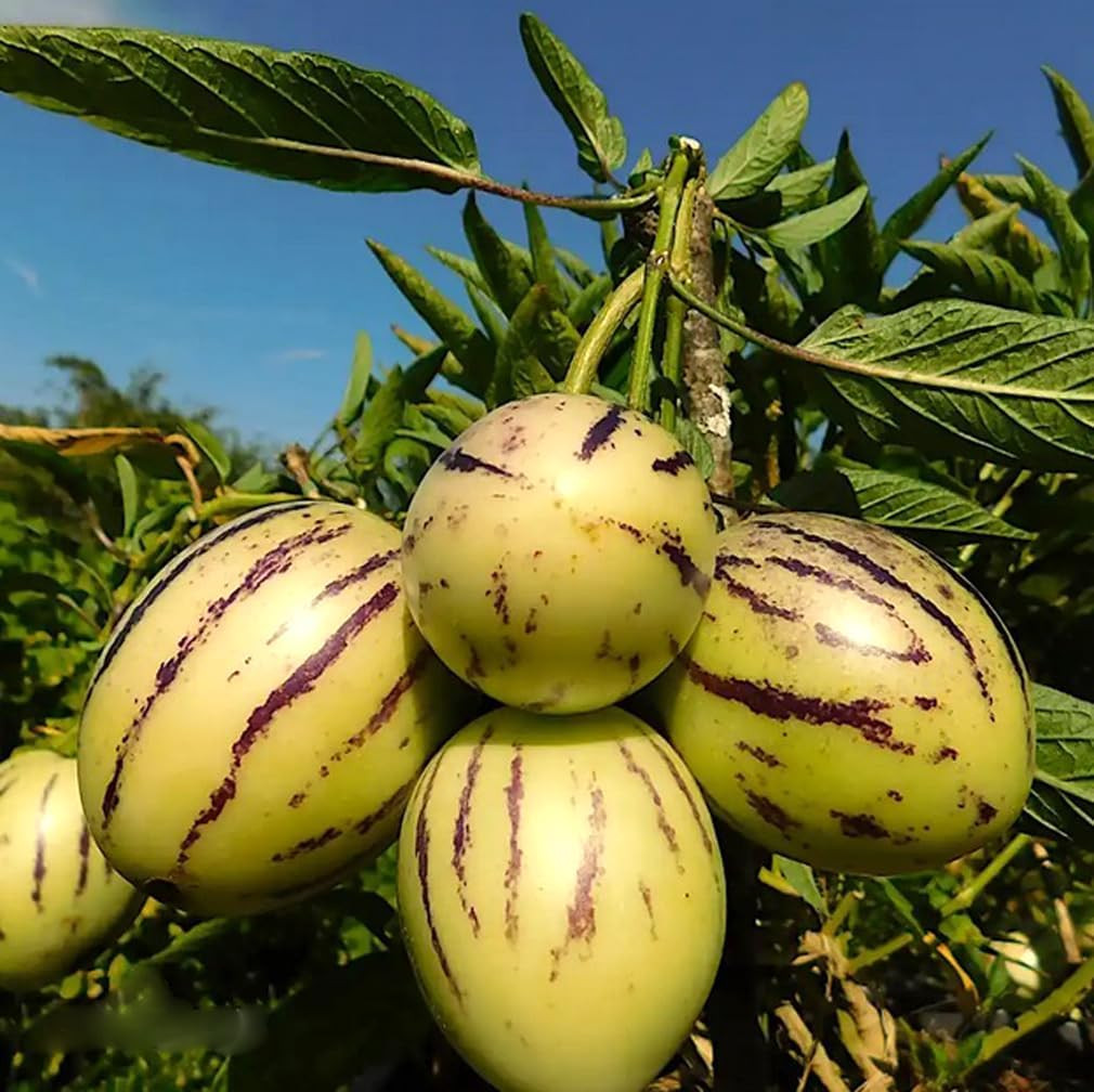 25 PCS Pepino Melon Seeds Solanum Muricatum Fruit Seeds Planting Garden Tool