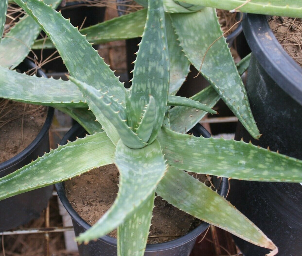 ALOE VERA BARBADENIS 4 TO 15 INCHES WITH ROOT LIVE PLANT MEDICINAL PURPOSES