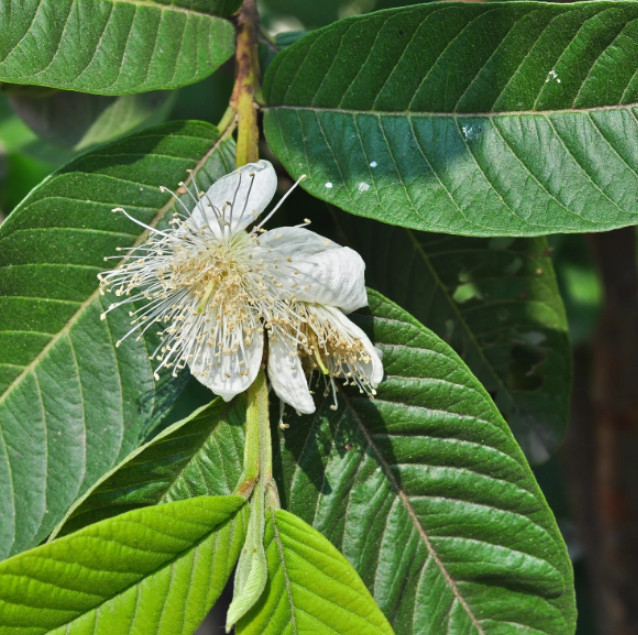 Pink Guava Plant – 4-6″ Tall – Psidium guajava – Tropical Fruit – Zones 9–11