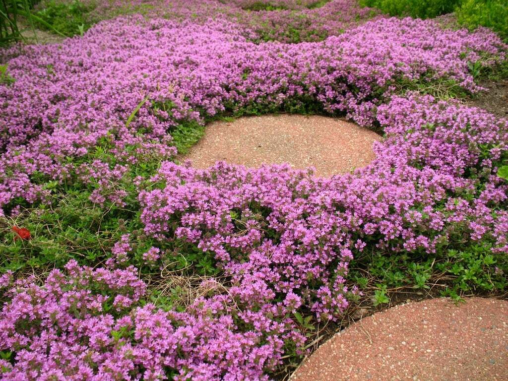 Purple Wildflowers Seed Collection | Grow Your Own Purple Wlidflowers Garden!