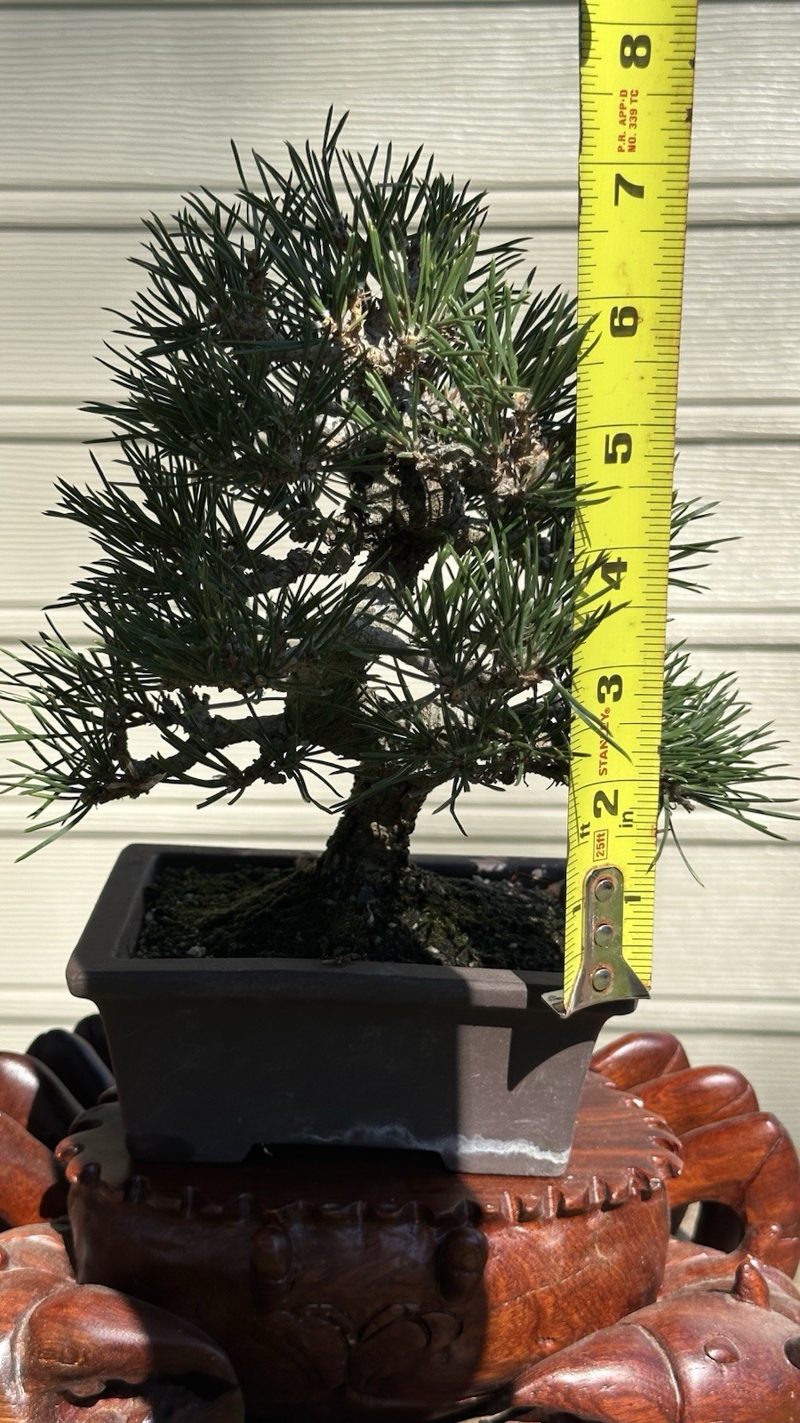 Japanese Shohin black Pine Informal Upright Style, 15 Year Old