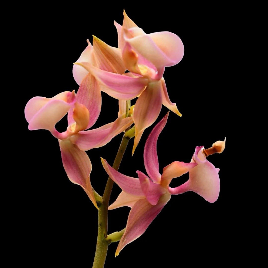 Mormodes rosea Fragrant Pink Bloom Size Orchid Species 4.5” Pot One New Growth