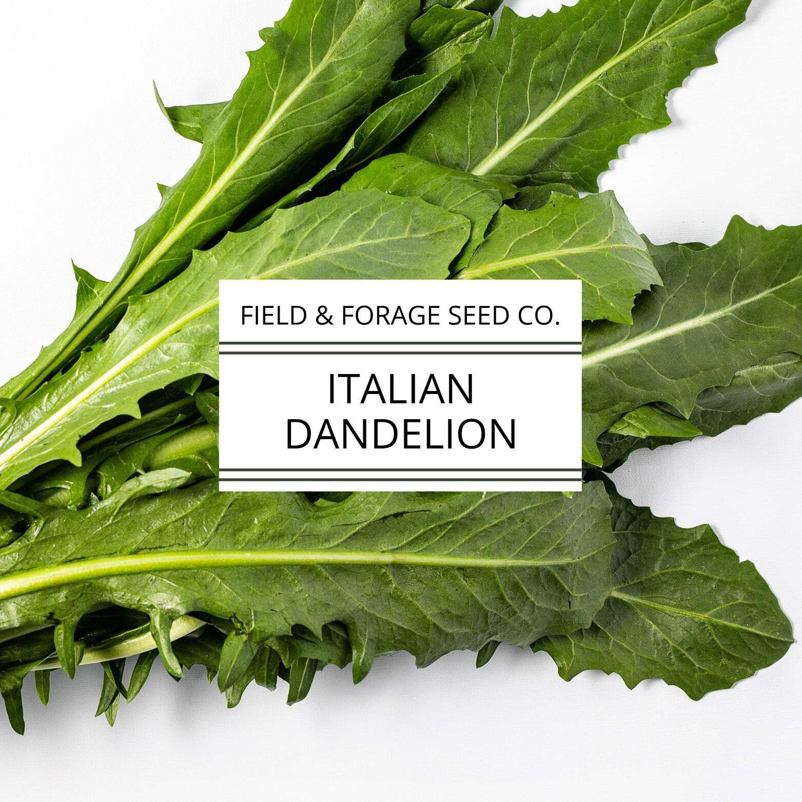 Italian Dandelion | Cichorium intybus | Heirloom Bitter Green | Non-GMO | 100 Se