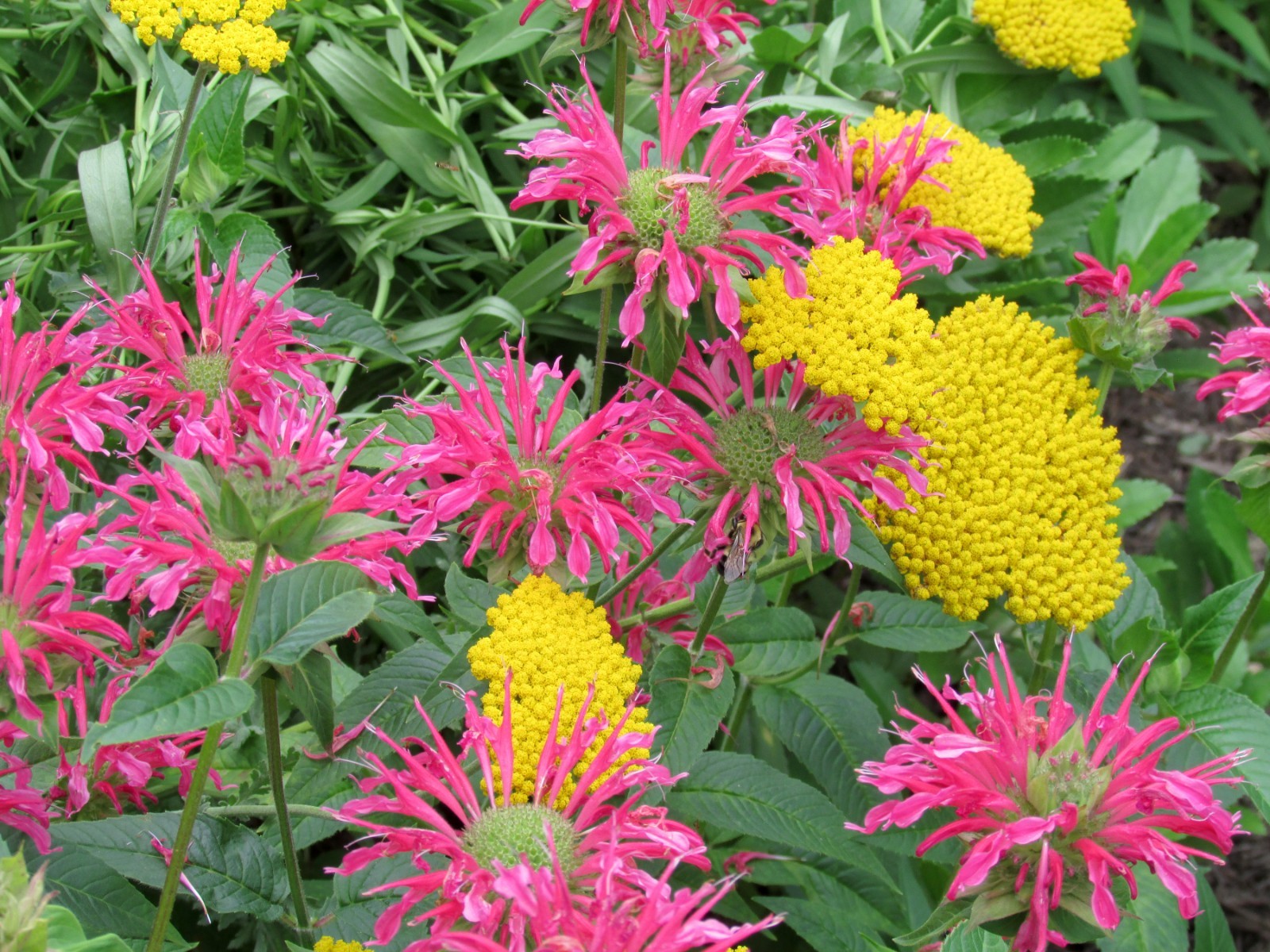 Lot of 6 Monarda Pink Bee Balm Starter Plants Bright Pink Attracts Pollinators