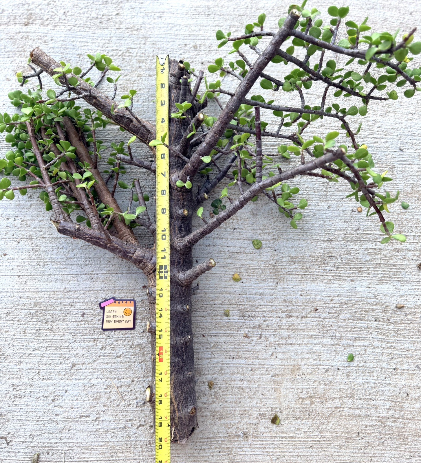 Old Growth 2.25” THICK STEM Portulacaria Afra Exact Cutting Spekboom Bonsai