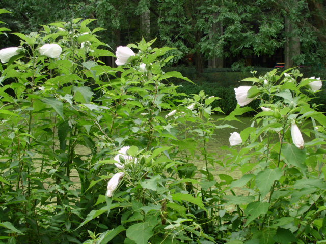 30 WHITE SWAMP ROSE MALLOW SEEDS – WILD HIBISCUS