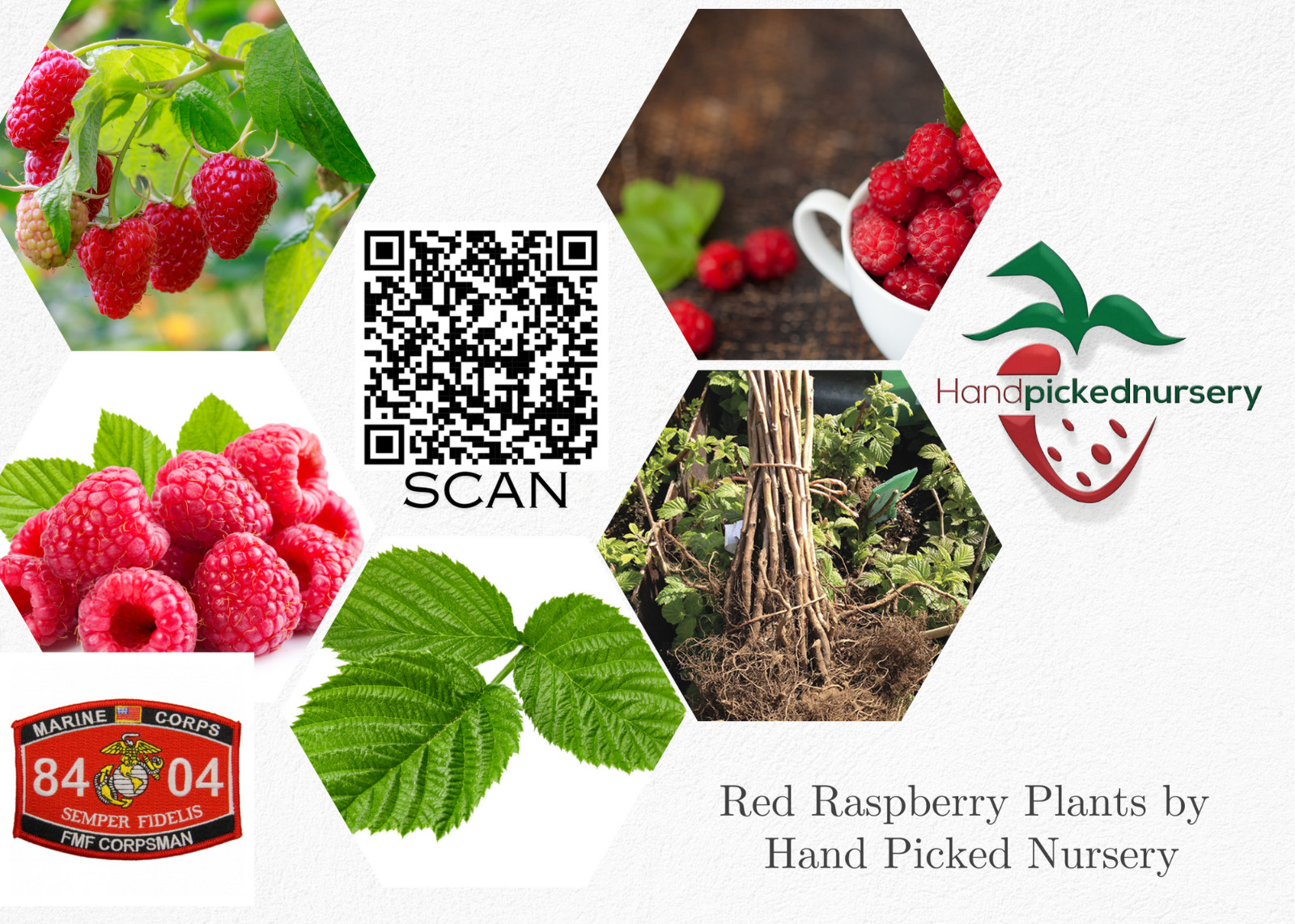 Joan J Raspberry – 2 Red Raspberry Plants – Everbearing – Organic Grown –