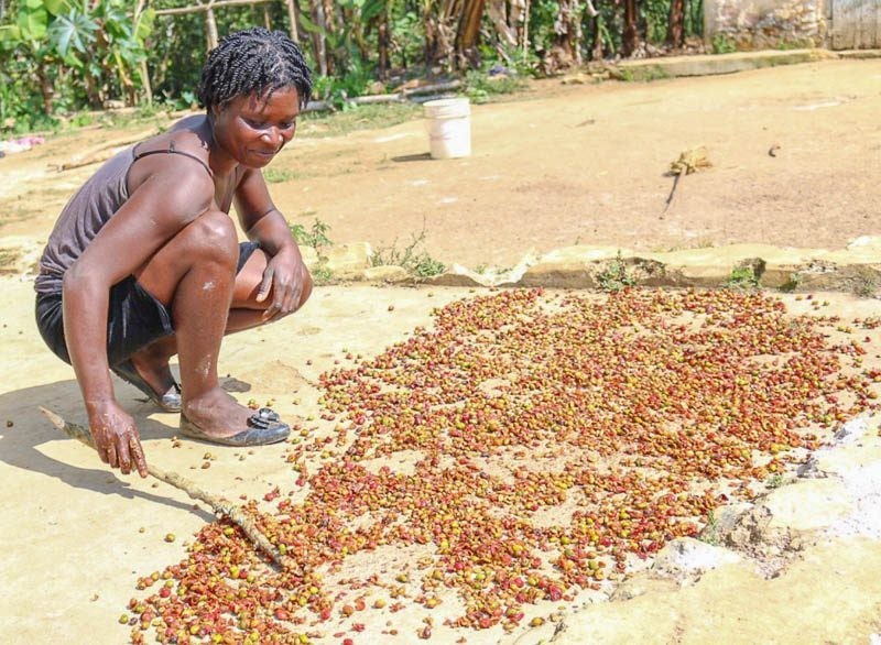 Haitian Coffee Bean Tree Seeds (25) / Central Plateau Savanne Zombie / RARE
