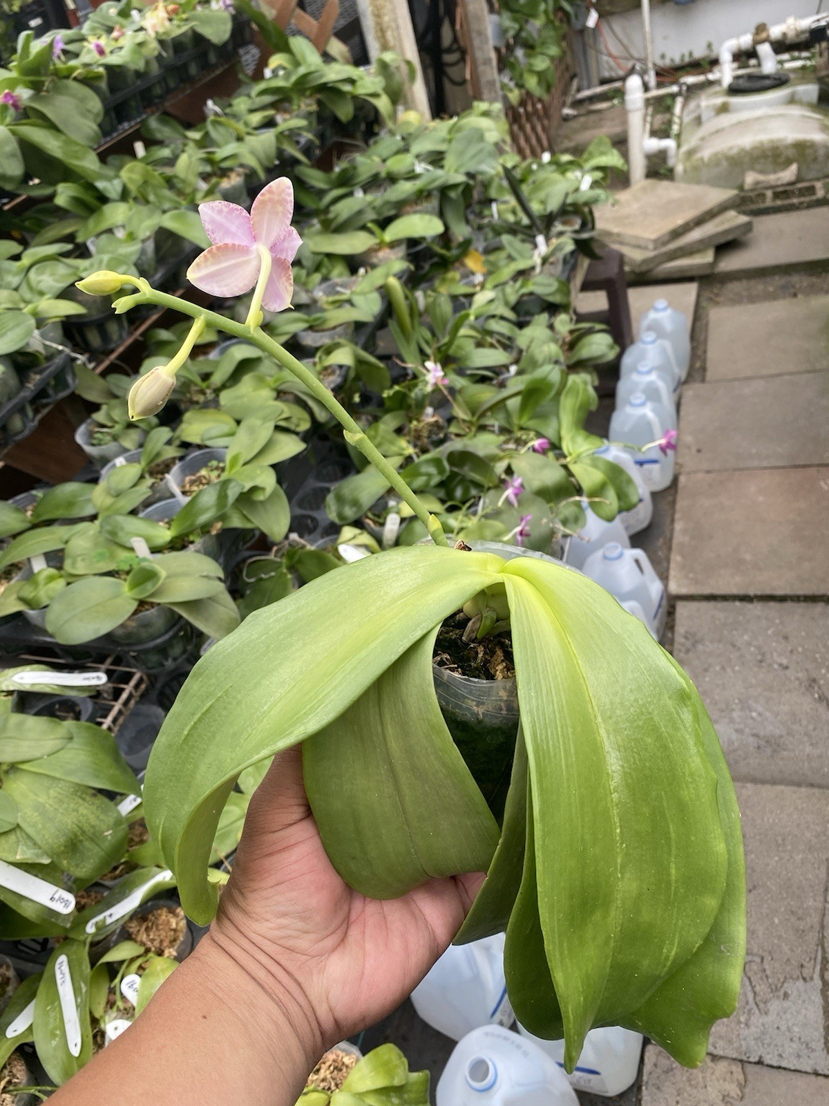 Original Phal Phalaenopsis Princess Dee x Yungho Gelb Canary-FRAGRANT
