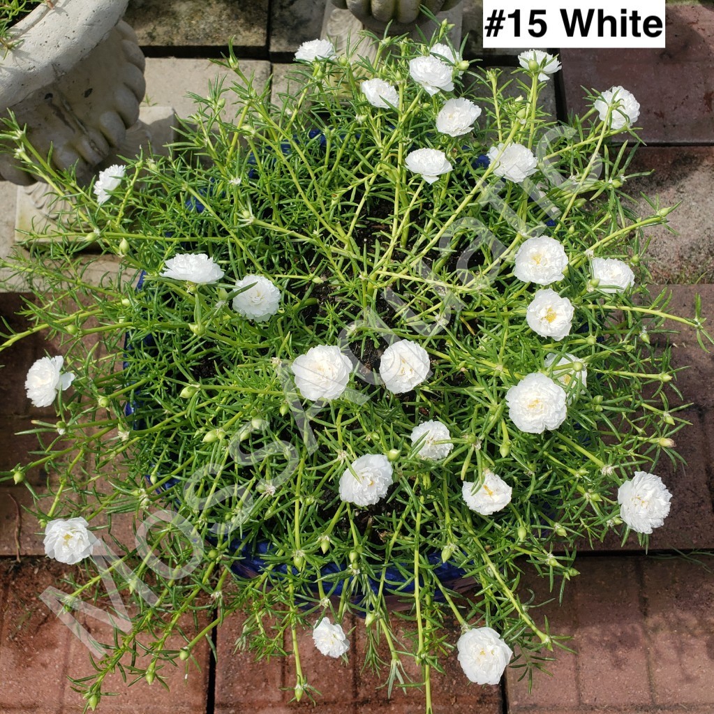 Moss Rose ( Portulaca Grandiflora ) , Mix, 10 unrooted Cutting