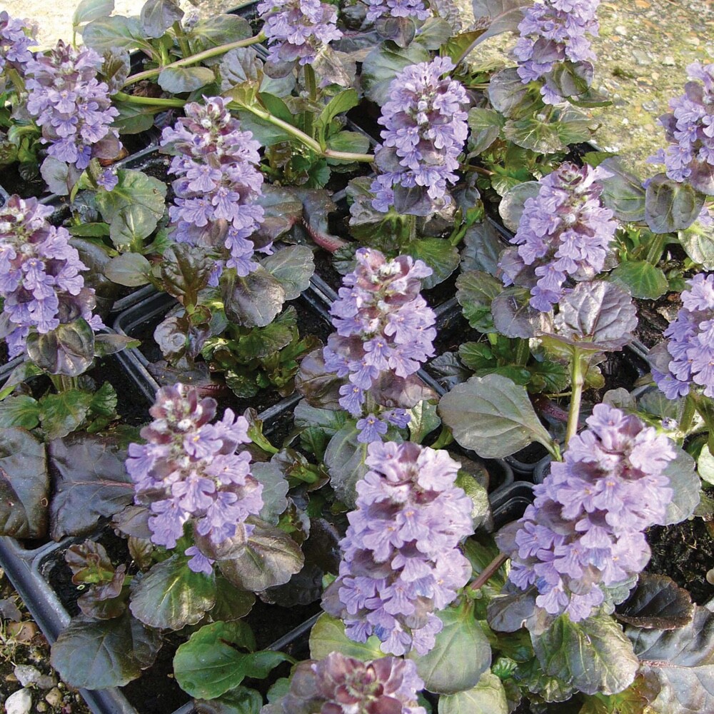 Ajuga Black Scallop 15 Plants in 3-1/2 inch Pots