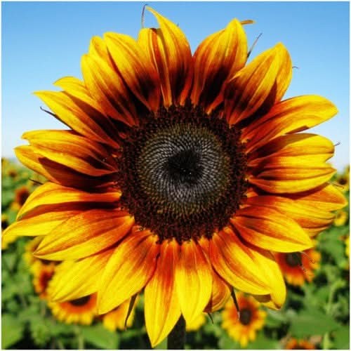 Firecracker Sunflower Seeds For Planting (Helianthus annuus)