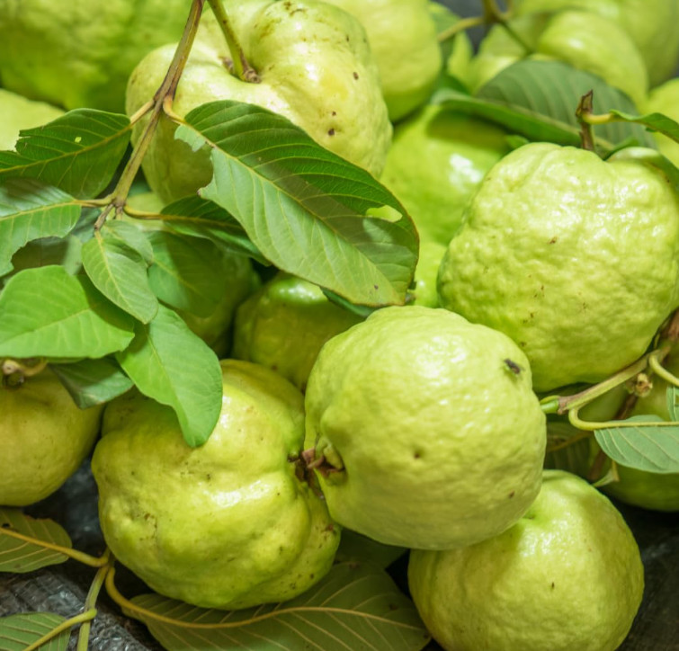 Thai Kilo White Guava Tree – Air Layered – 2-3ft – 3Gallon – Large Tropical Guav