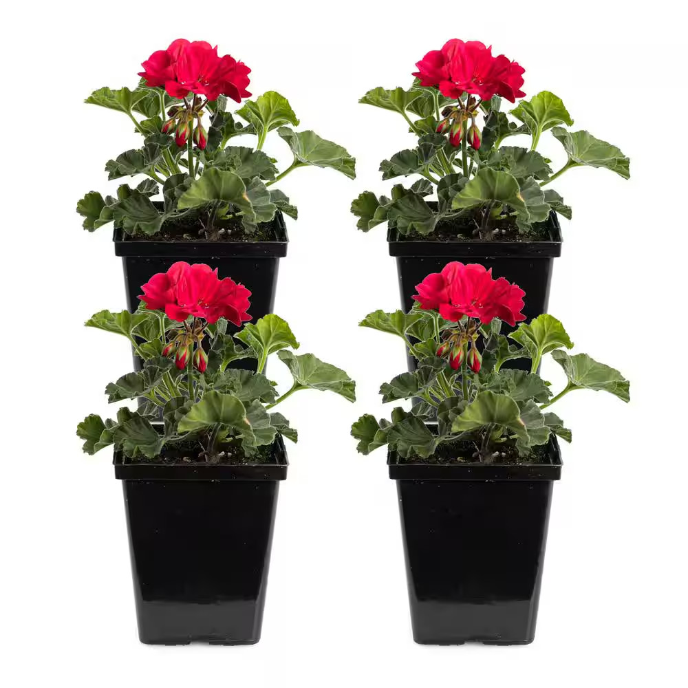 1 Qt. Dark Red Preseto Geranium Plant (4-Pack)