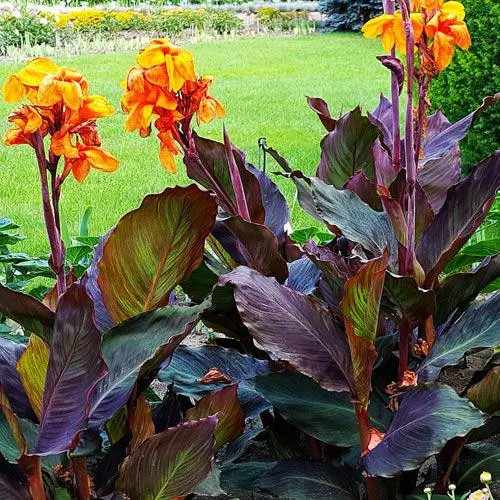 Canna Lily Wyoming Rhizomes – Orange Blooms, Burgundy Foliage – 2-Rhizomes