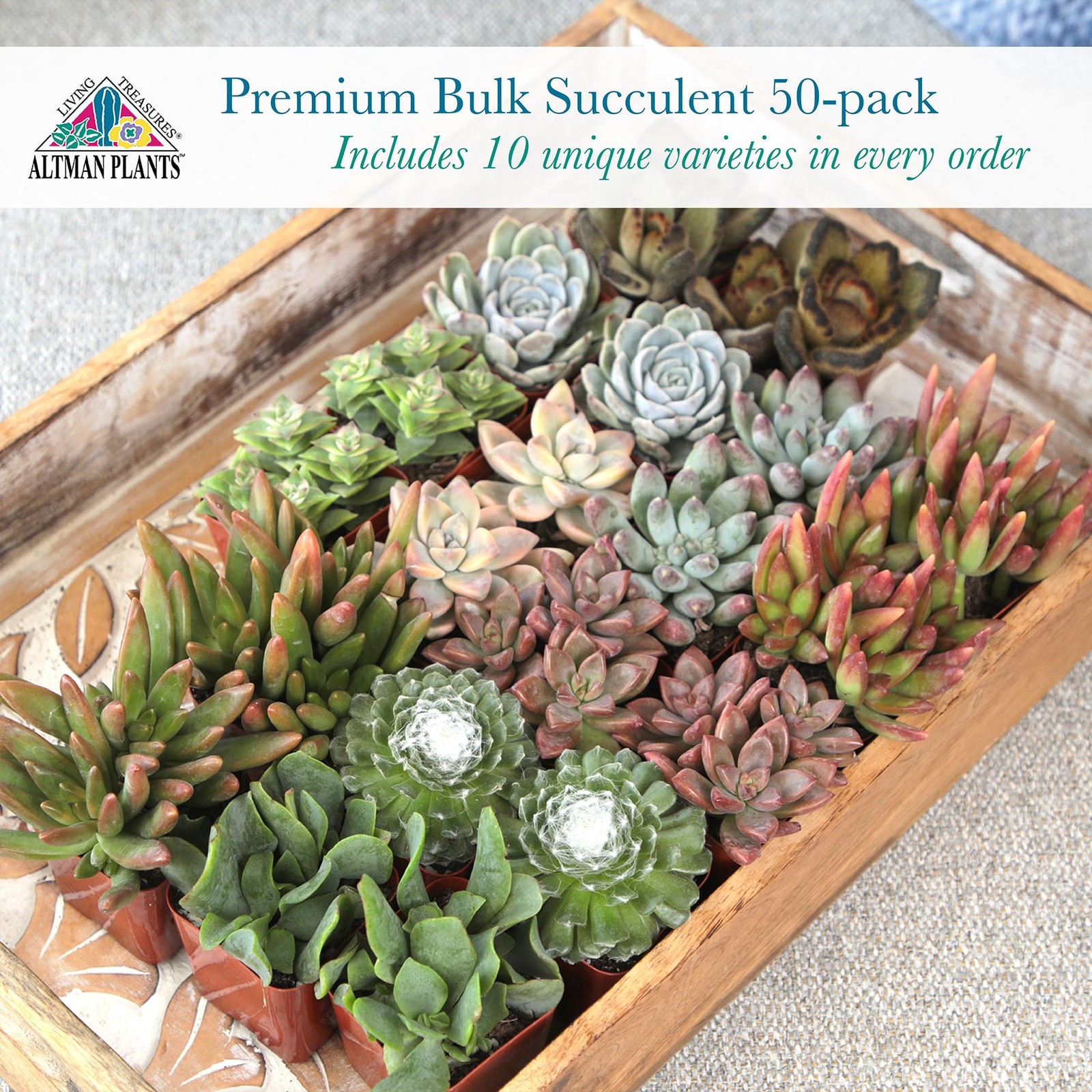 Premium Bulk Succulent Plants (50 Pack), 5 Unique Live Succulents in Sets of …