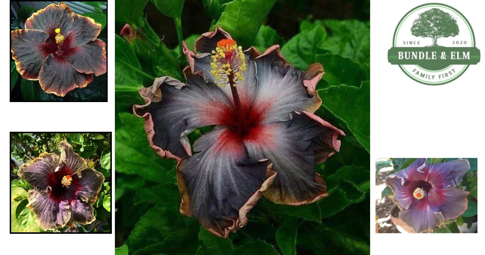 Cultivate Beauty: 20PCS Tropical Hibiscus Seeds for Culinary & Garden Use