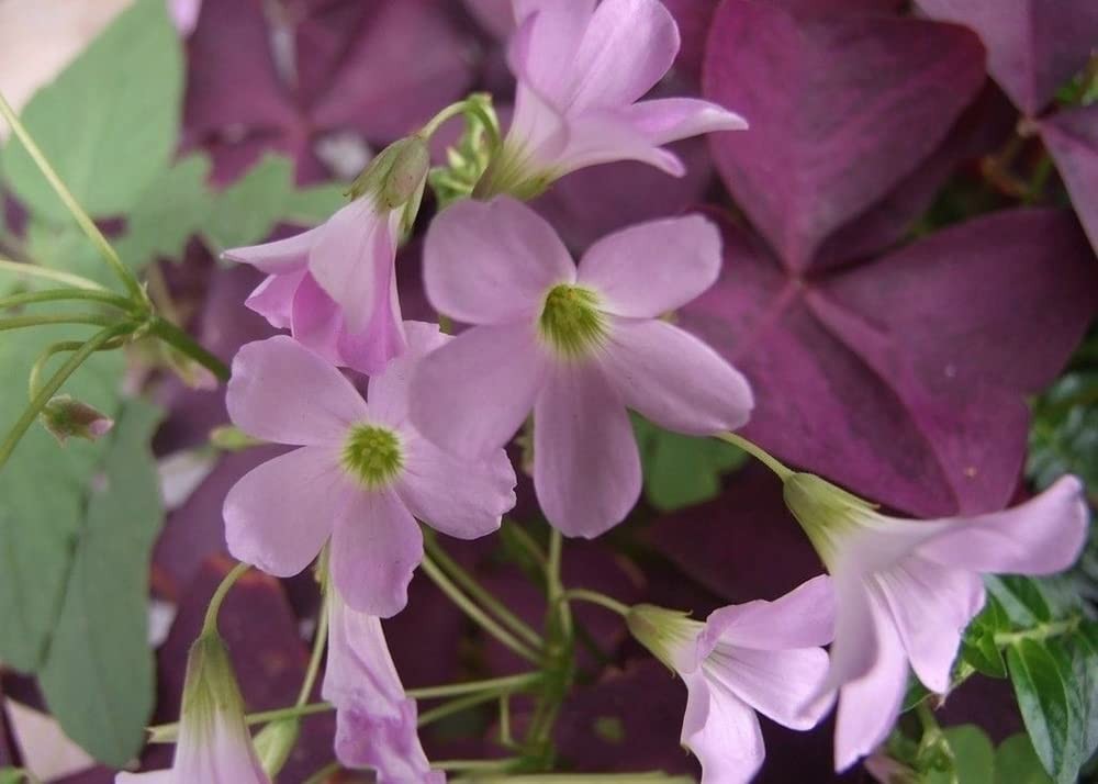12PCS Purple Shamrocks Bulbs Good Luck Plant Oxalis