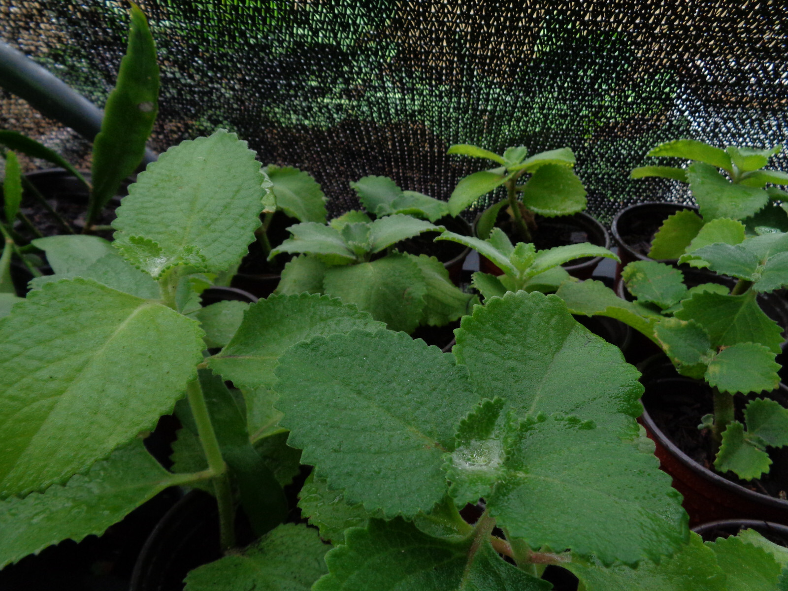 Cuban Oregano Mexican Mint Spanish Thyme Well Rooted Starter Plant 5-7″ Bareroot