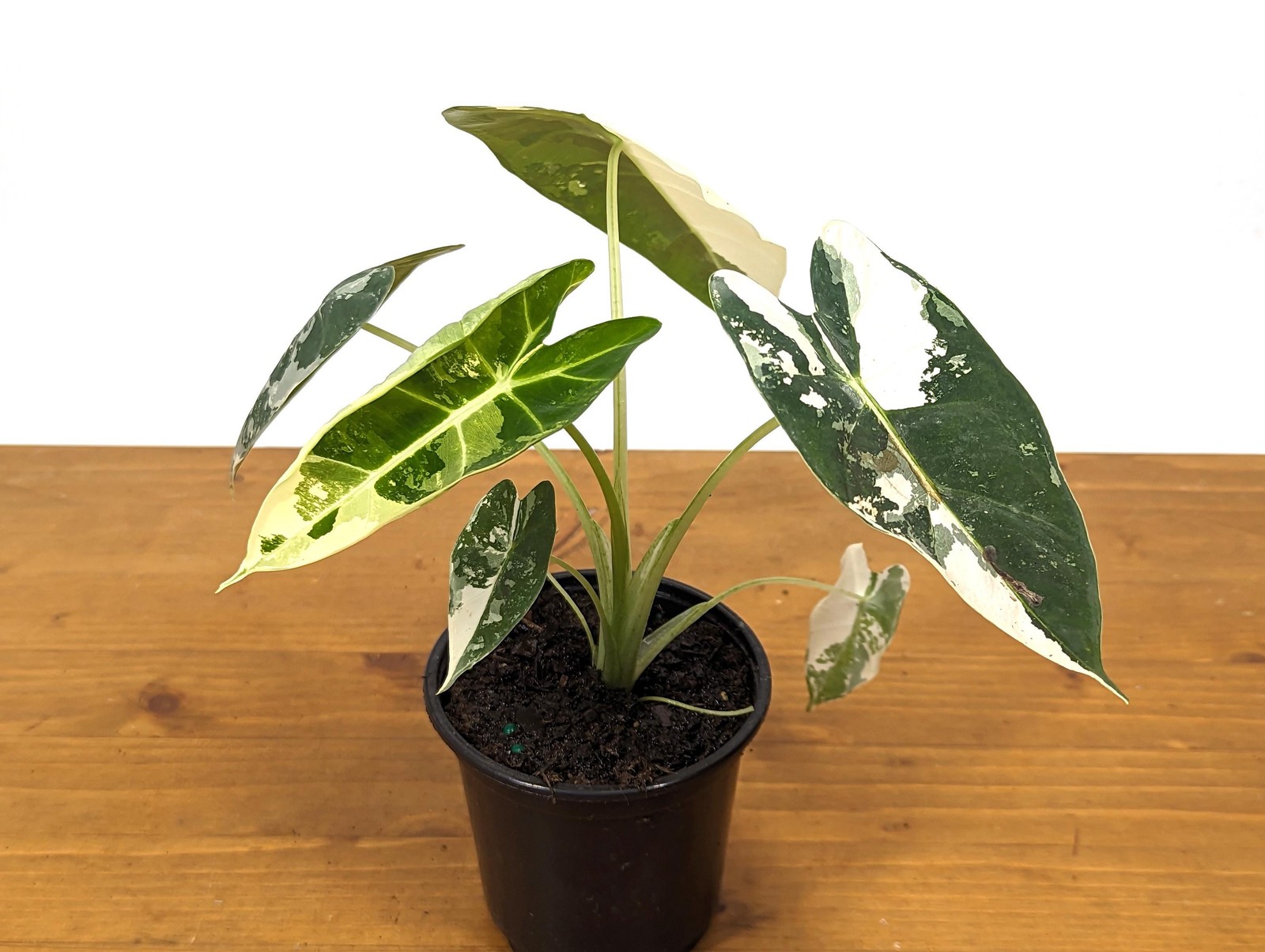 Alocasia Frydek Variegated – Assorted 4 Inch Pots