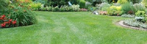 New LINN PERENNIAL RYEGRASS SEED Fast Germination Sun & Shade Wide Adaptation