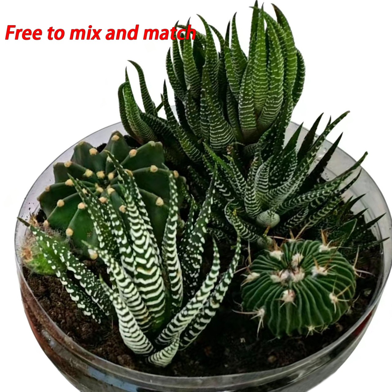 Rare Succulent Plants | Live House Plants for Home Office and Garden Decor