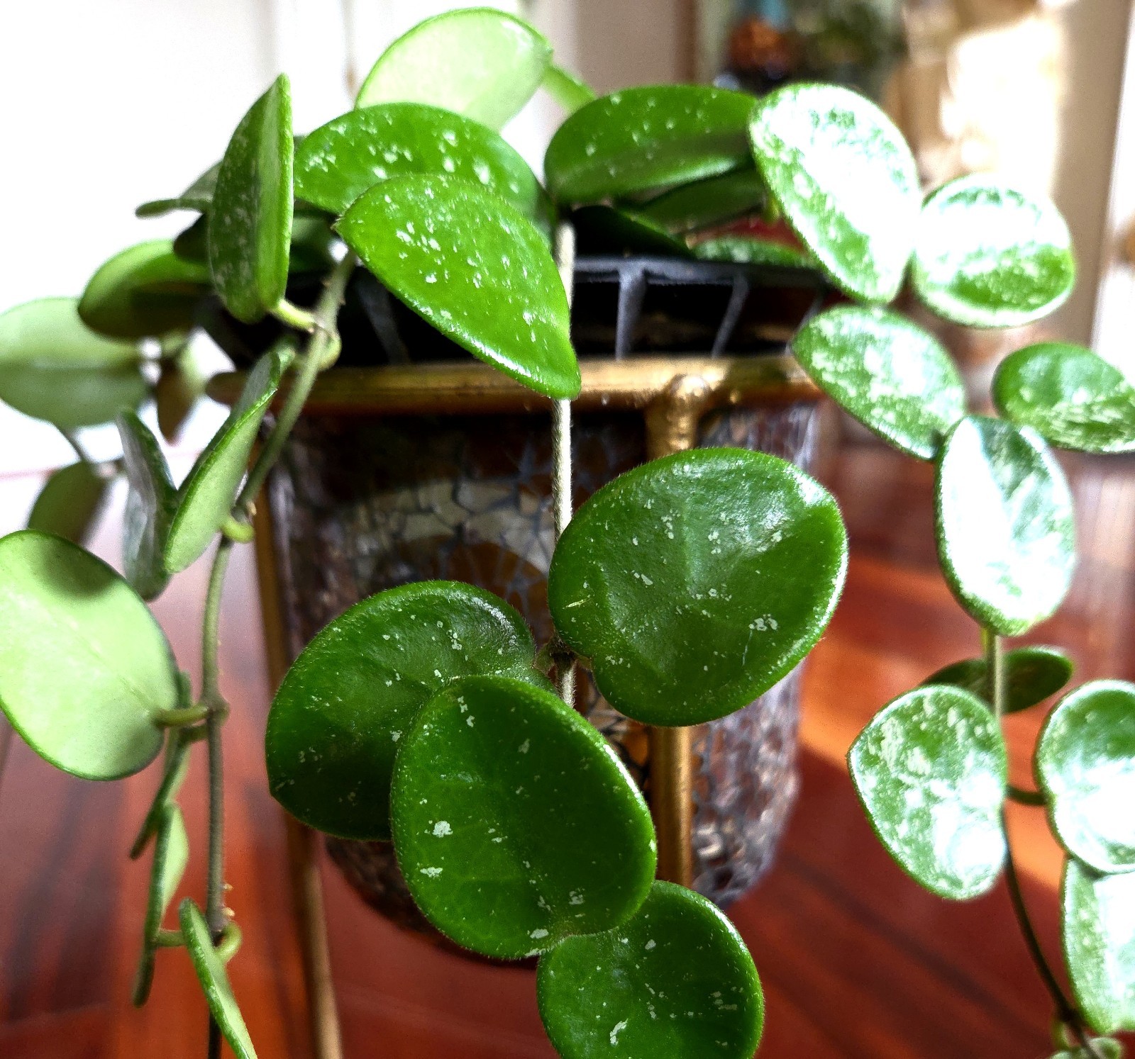 RARE Hoya Splashy Carnosa X Serpens 18″ Long No Monstera Philodendron Anthurium